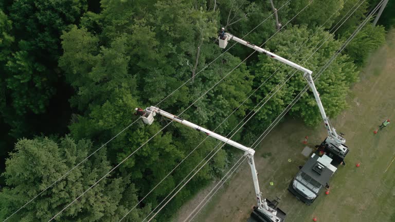 Best Root Management and Removal  in Valley Falls, SC